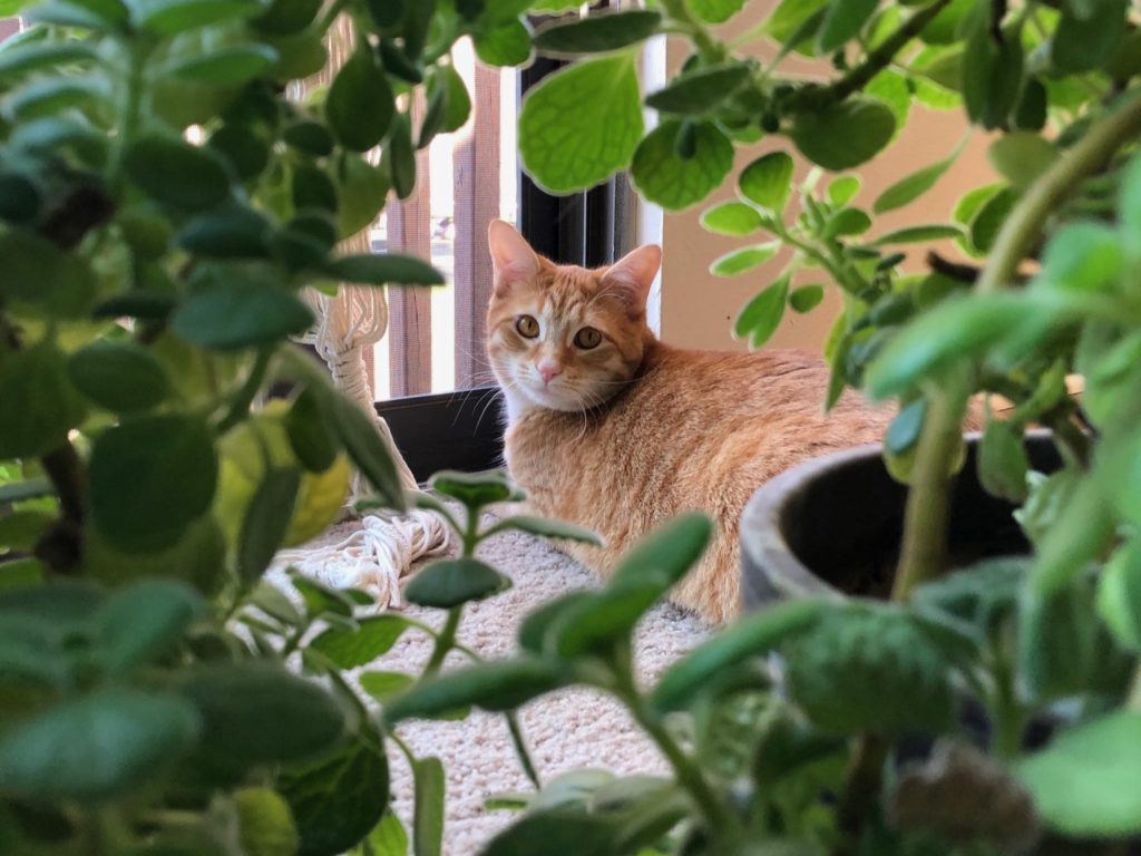 Green foliage in the foreground with an orange tabby cat in the background