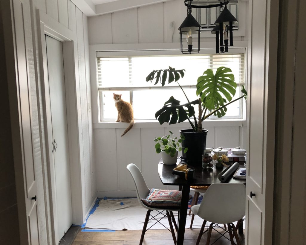 Looking through a wide doorway into a bright room with an orange tabby and a thriving monstera deliciosa plant colorfully silhouetted against a large window.