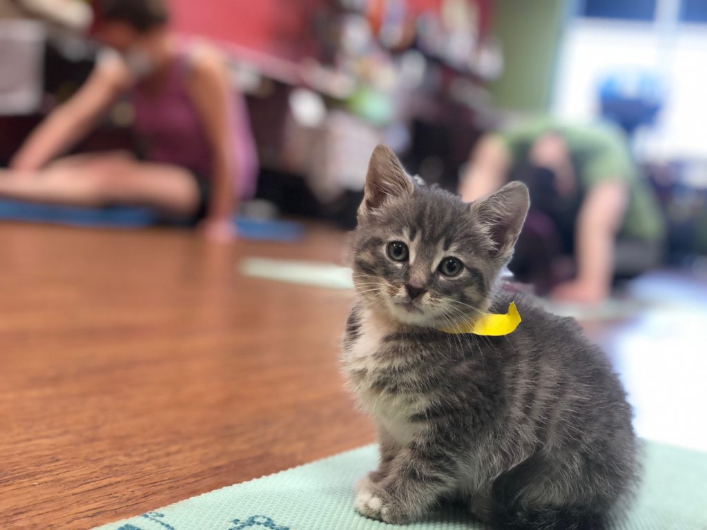 Grey cat on a yoga mat with students practicing in the background