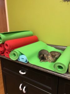 two kittens sleeping on a yoga mat