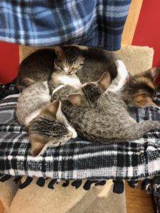 a cluster of kittens sleeping on a blanket