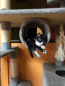 tuxedo cat sleeping in cat condo