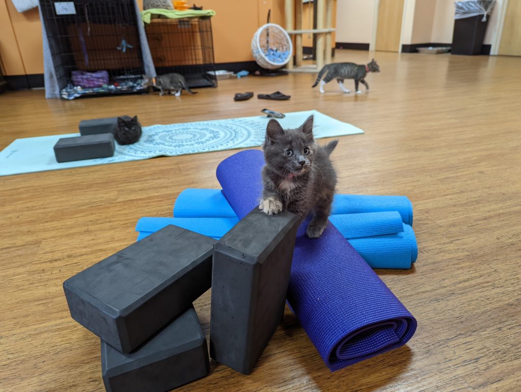 Grey kitty standing on a pile of yoga blocks