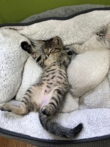 a tabby kitty speeping with its tummy exposed