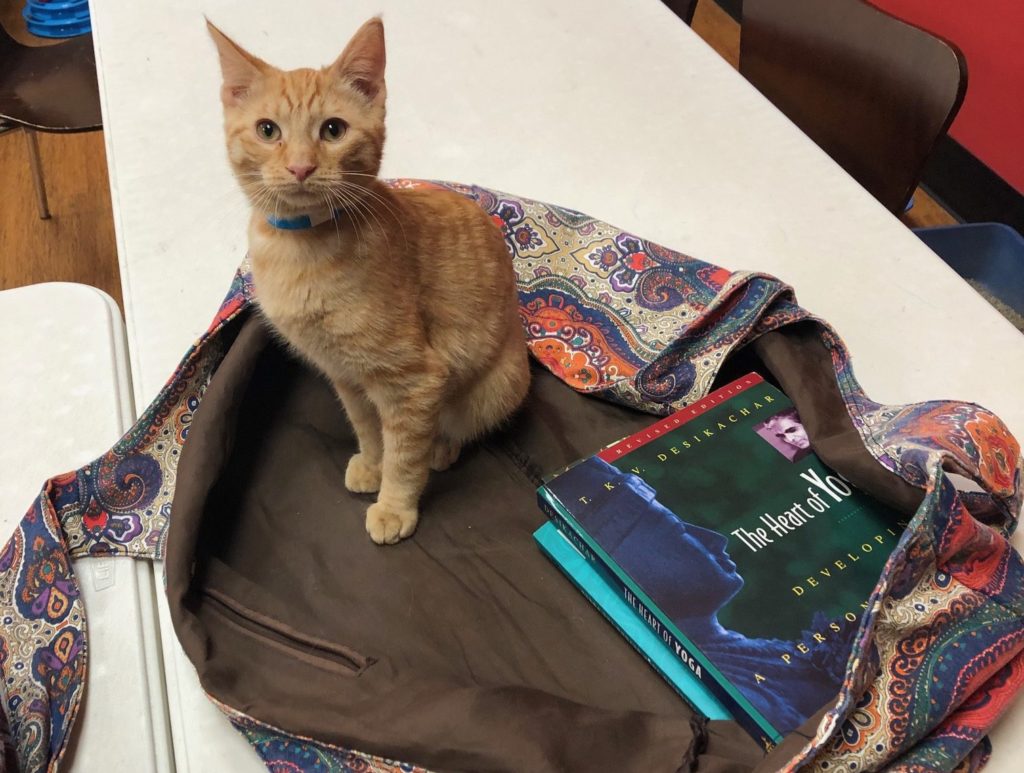 orange tabby kitten sitting in a yoga mat bag with yoga philosophy books